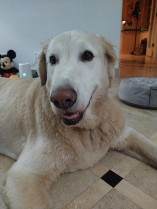 Dog Lift and Mobility Support Harness review 