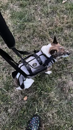 Full Body Dog Lifting Harness With Storage Bag review Charlotte Juliet
