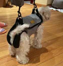 Full Body Dog Lifting Harness With Storage Bag review Cornell Hood 01