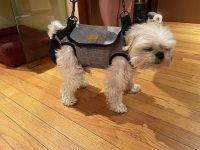 Full Body Dog Lifting Harness With Storage Bag review 1
