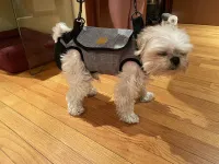 Full Body Dog Lifting Harness With Storage Bag review 1