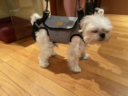Full Body Dog Lifting Harness With Storage Bag review Cornell Hood 02