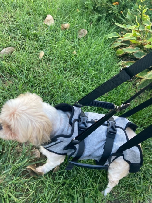 Full Body Dog Lifting Harness With Storage Bag review 