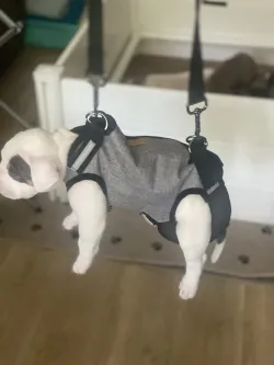 Full Body Dog Lifting Harness With Storage Bag review Elaine Geoffrey