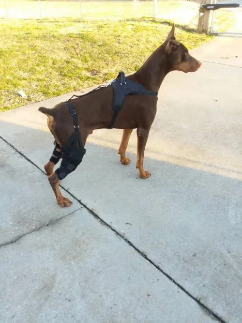 LISPOO Dog Knee ACL Brace With Metal Splint Hinged Flexible Support review 