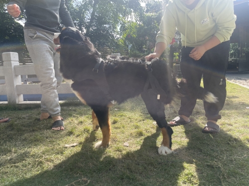 LISPOO Dog Knee ACL Brace With Metal Splint Hinged Flexible Support review 