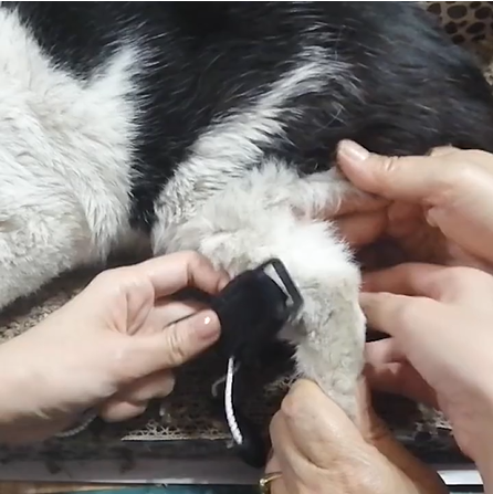 Dog NO-Knuckling Training Brace review 