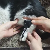Dog NO-Knuckling Training Brace review 1