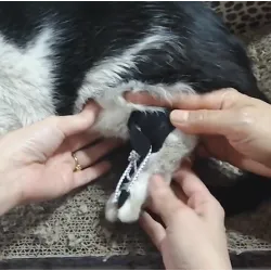 Dog NO-Knuckling Training Brace review Irma Marshall 02