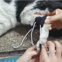 Dog NO-Knuckling Training Brace review 2