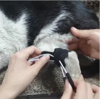 Dog NO-Knuckling Training Brace review 3
