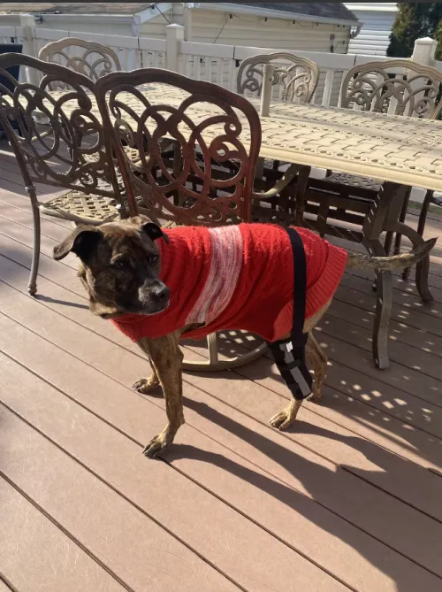 Dog Leg Brace with Reflective Metal Support review 