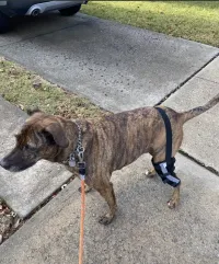 Dog Leg Brace with Reflective Metal Support review 0