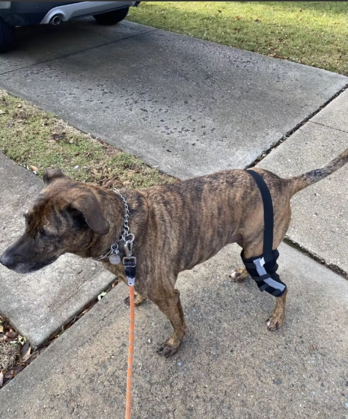 Dog Leg Brace with Reflective Metal Support review 