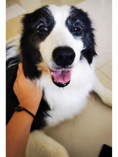 Dog Leg Brace with Reflective Metal Support review