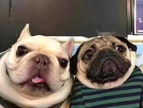 Cat Dog Multifunctional Silicone Massage Bath Brush review 