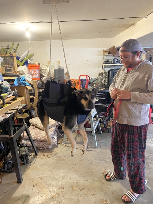 Dog Lift and Mobility Support Harness review 