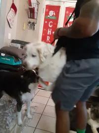 Dog Lift and Mobility Support Harness review 3
