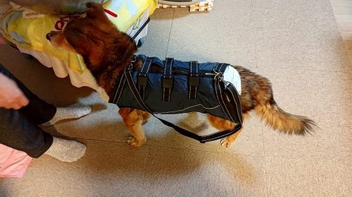Full Body Dog Lift Harness review 