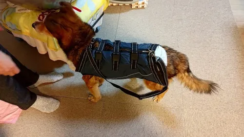Full Body Dog Lift Harness review 
