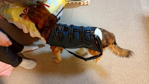 Full Body Dog Lift Harness review 