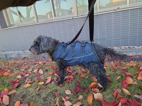 Full Body Dog Lift Harness review 