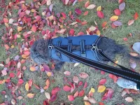 Full Body Dog Lift Harness review 1