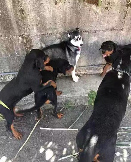 Cat Dog Multifunctional Silicone Massage Bath Brush review 