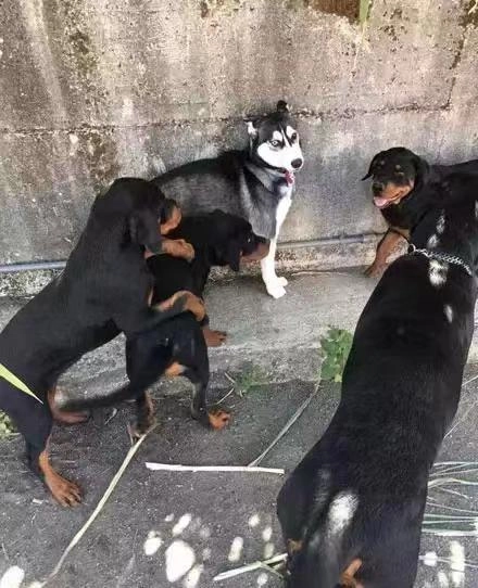 Cat Dog Multifunctional Silicone Massage Bath Brush review 