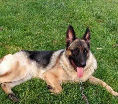 Cat Dog Multifunctional Silicone Massage Bath Brush review 