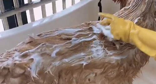 Cat Dog Multifunctional Silicone Massage Bath Brush review 