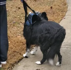 Oxford Dog Lift Harnesses For Front Leg review Oscar Hart 01