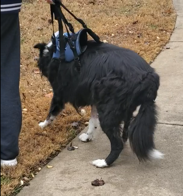 Oxford Dog Lift Harnesses For Front Leg review Oscar Hart 02