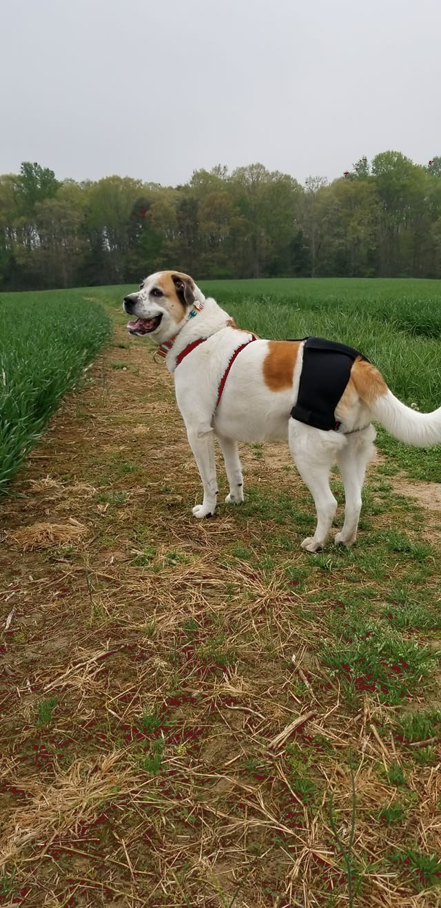 LISPOO Dog Hip Brace for Hip Dysplasia review 0