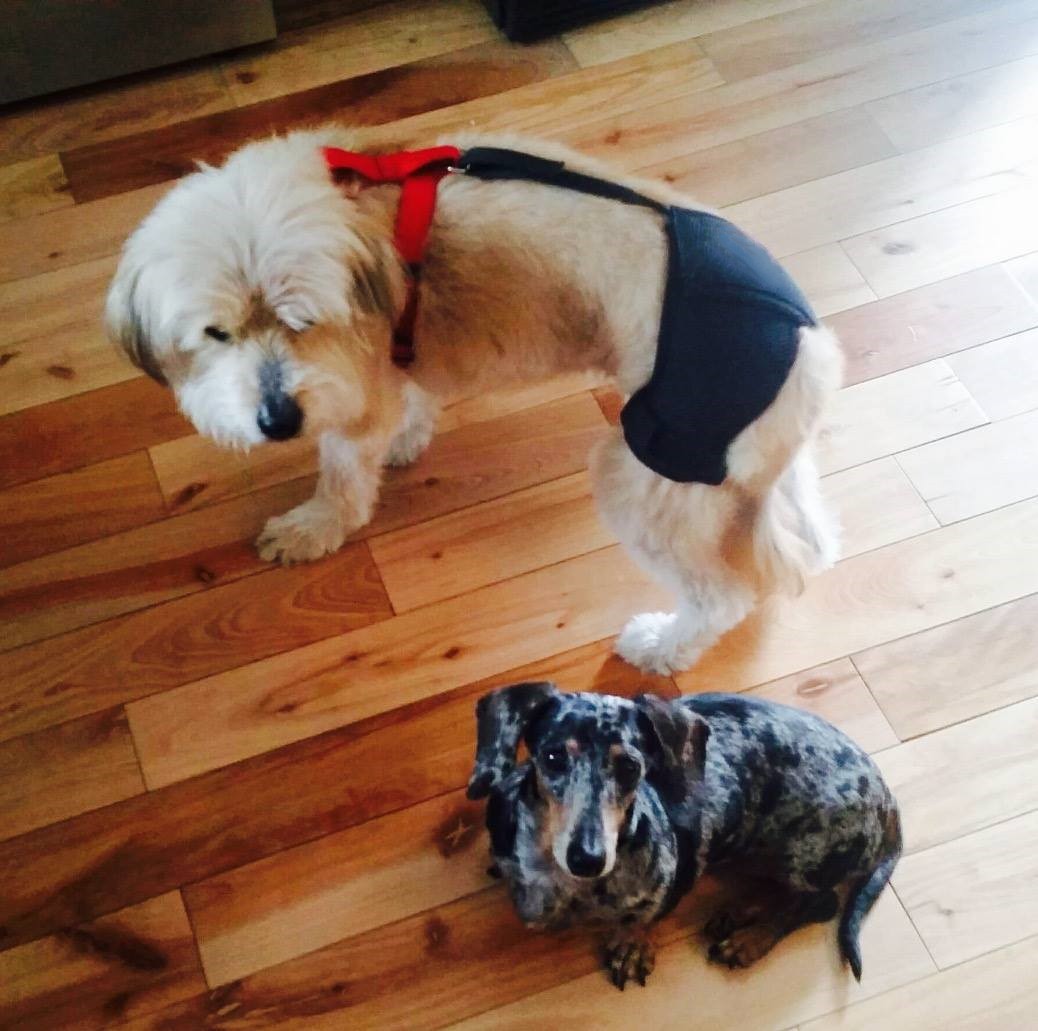 LISPOO Dog Hip Brace for Hip Dysplasia review 0