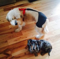 LISPOO Dog Hip Brace for Hip Dysplasia review 0