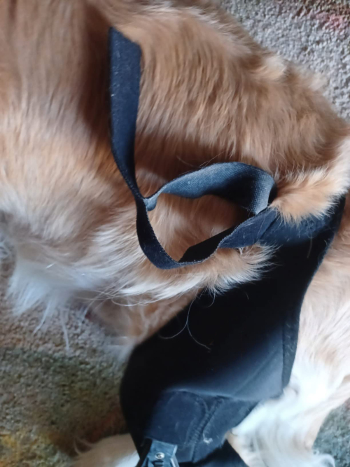 LISPOO Dog Knee Brace With Adjustable Hinge Stabilizer review 