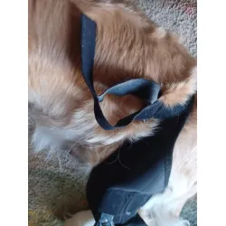 LISPOO Dog Knee Brace With Adjustable Hinge Stabilizer review Lara