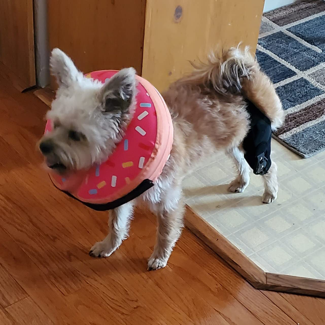 LISPOO Dog Knee Brace With Adjustable Hinge Stabilizer review marni