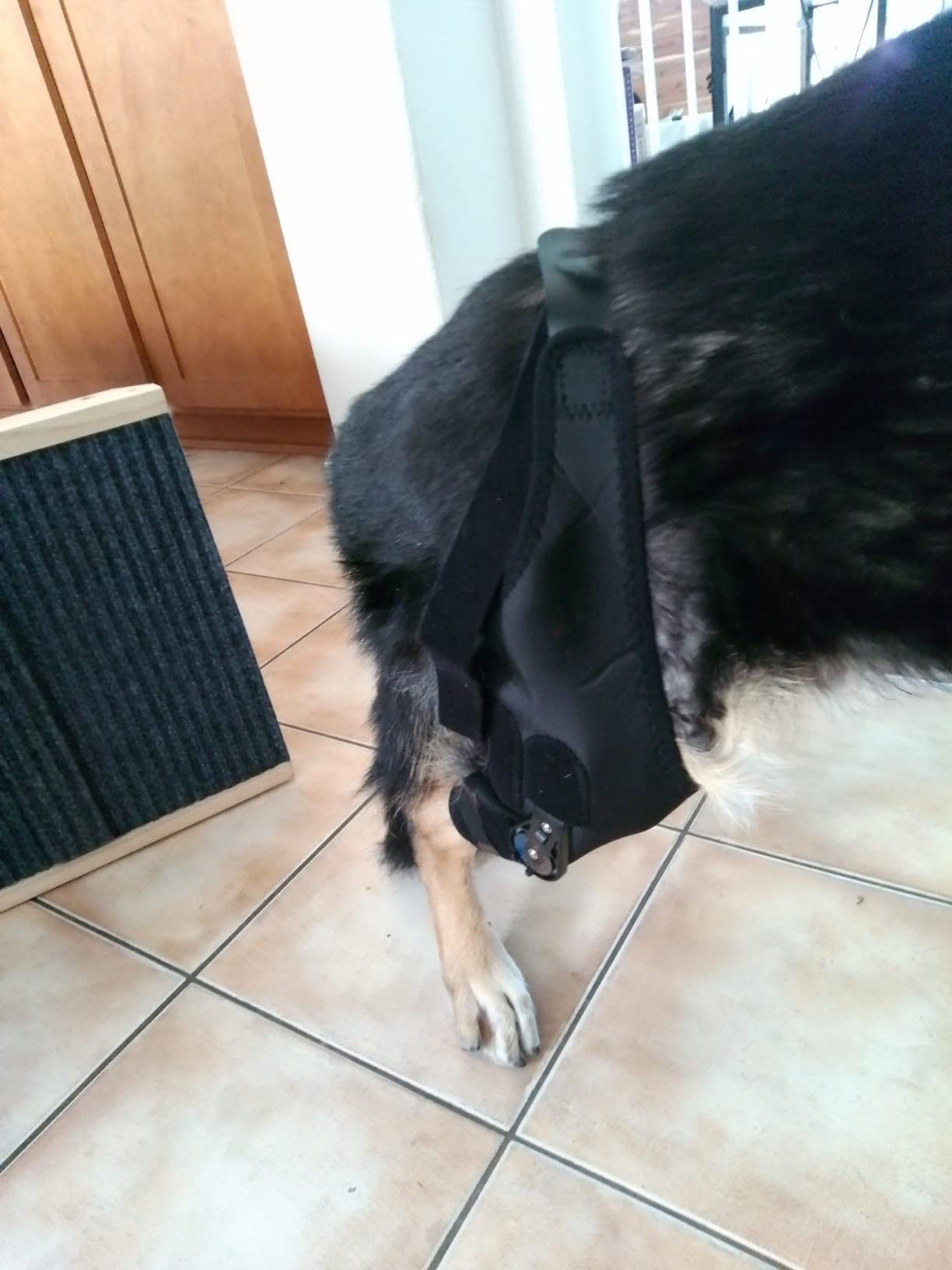 LISPOO Dog Knee Brace With Adjustable Hinge Stabilizer review Linda Billy 02