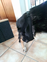 LISPOO Dog Knee Brace With Adjustable Hinge Stabilizer review 1