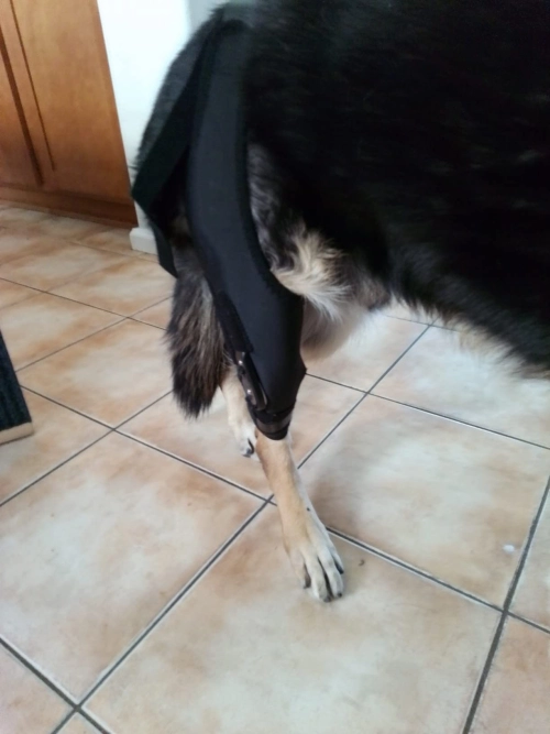 LISPOO Dog Knee Brace With Adjustable Hinge Stabilizer review 
