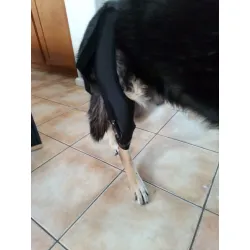 LISPOO Dog Knee Brace With Adjustable Hinge Stabilizer review Linda Billy 01
