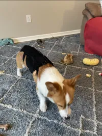 Dog Back Brace for IVDD review 1