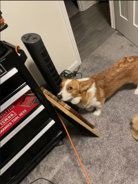 Dog Back Brace for IVDD review 0