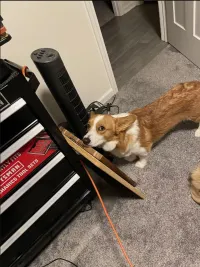 Dog Back Brace for IVDD review 0