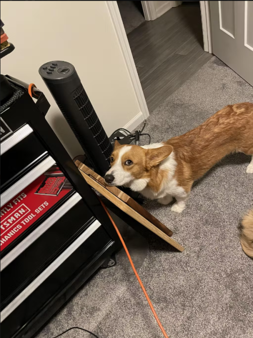 Dog Back Brace for IVDD review 