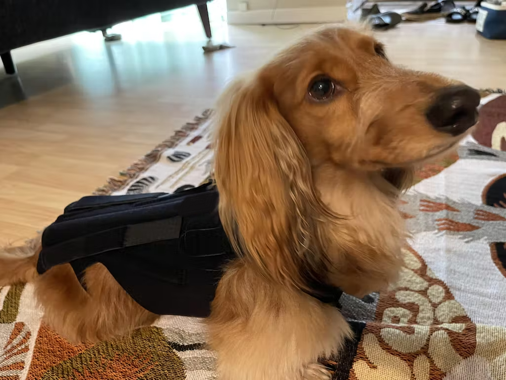 Dog Back Brace for IVDD review 0