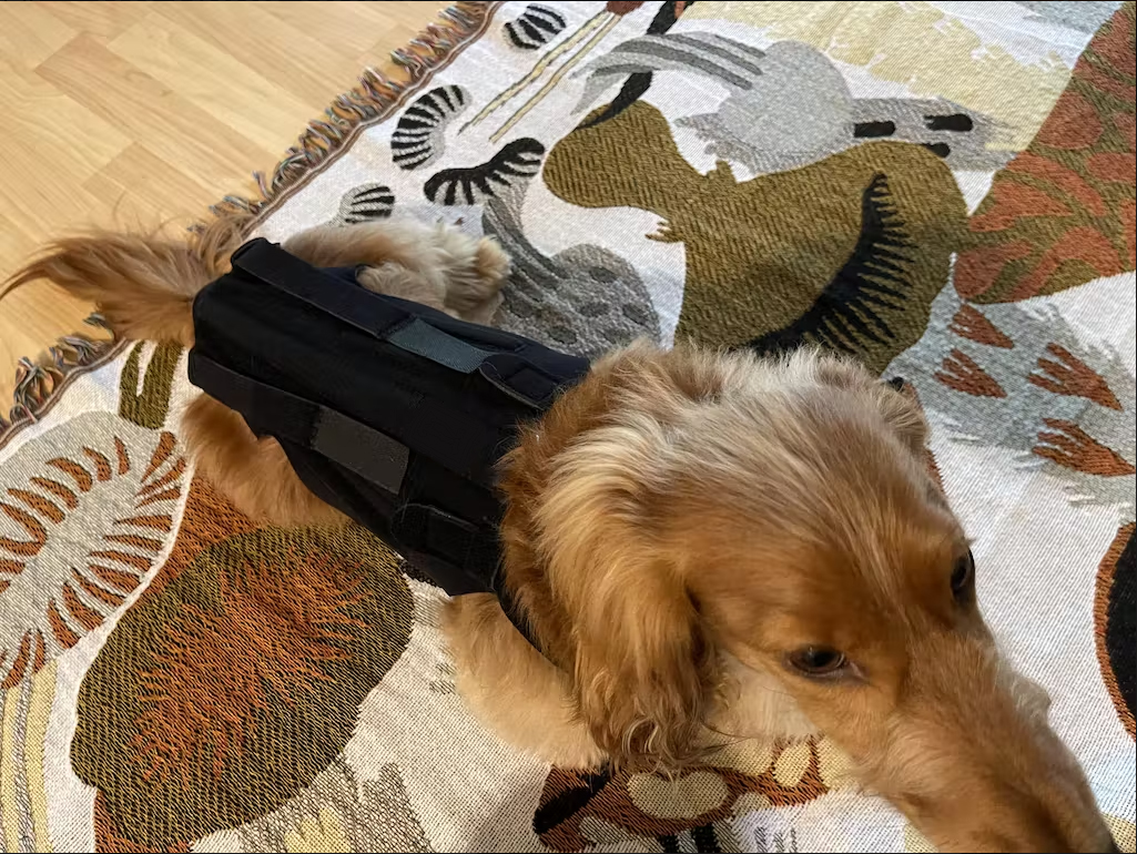 Dog Back Brace for IVDD review 1