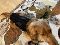 Dog Back Brace for IVDD review 1